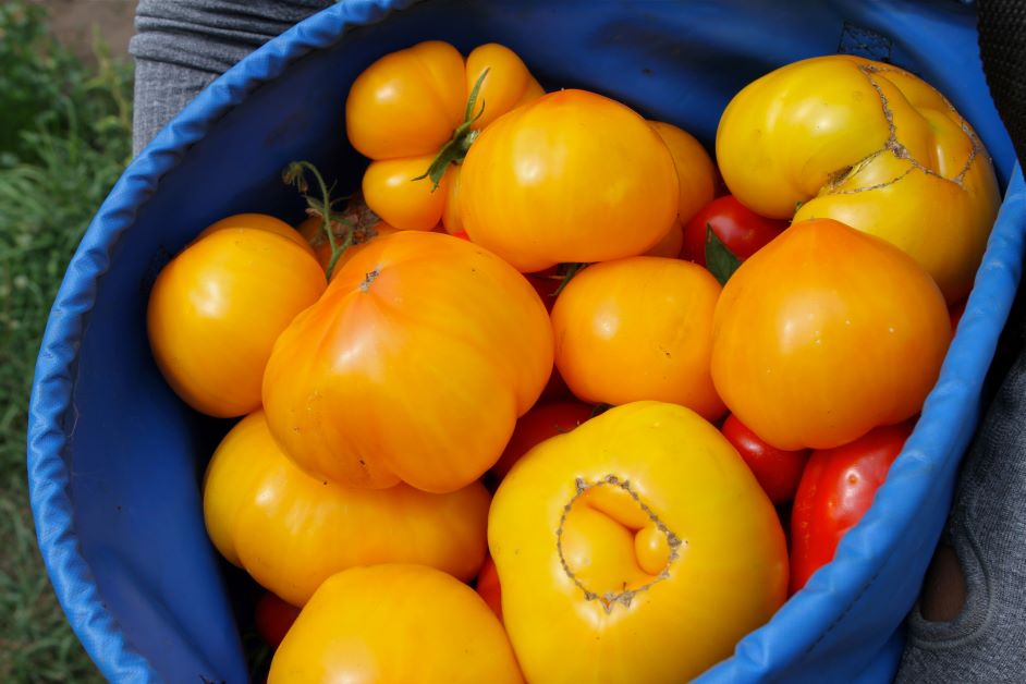 yellow tomatoes