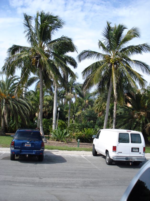 jamaican tall palms