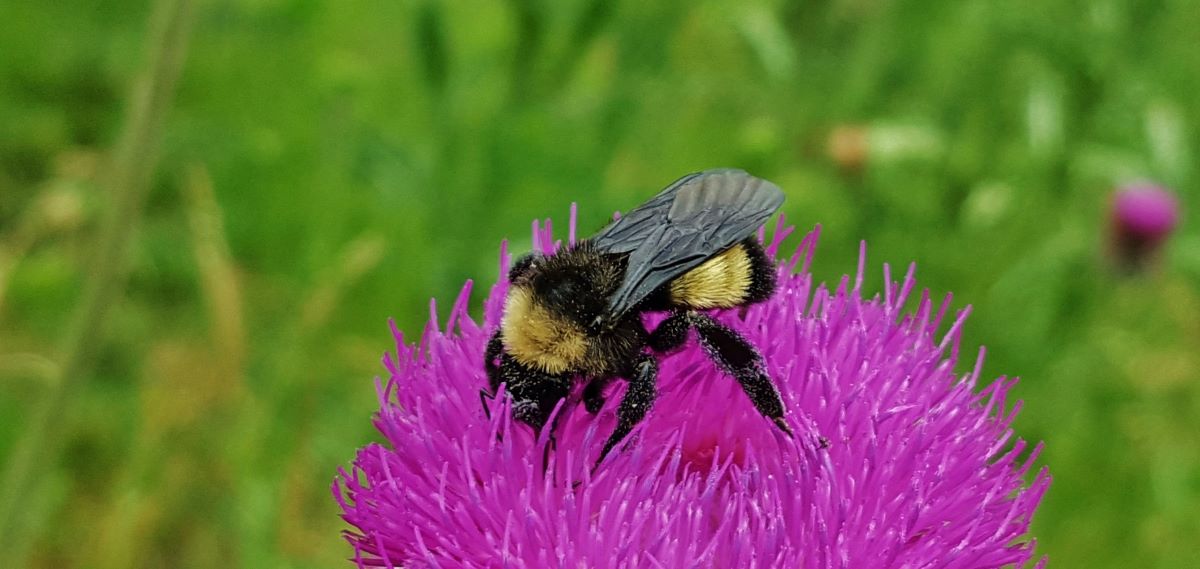 american bumblebee