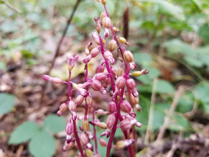 autumn coralroot