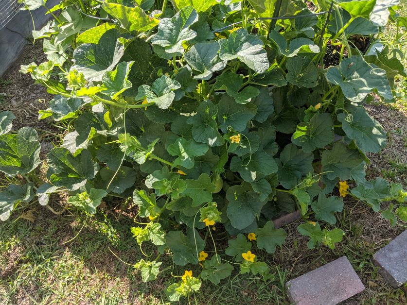 growing cantaloupe in florida