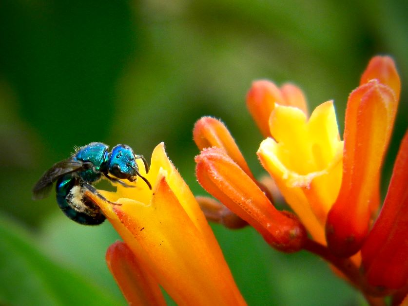 native bees of florida