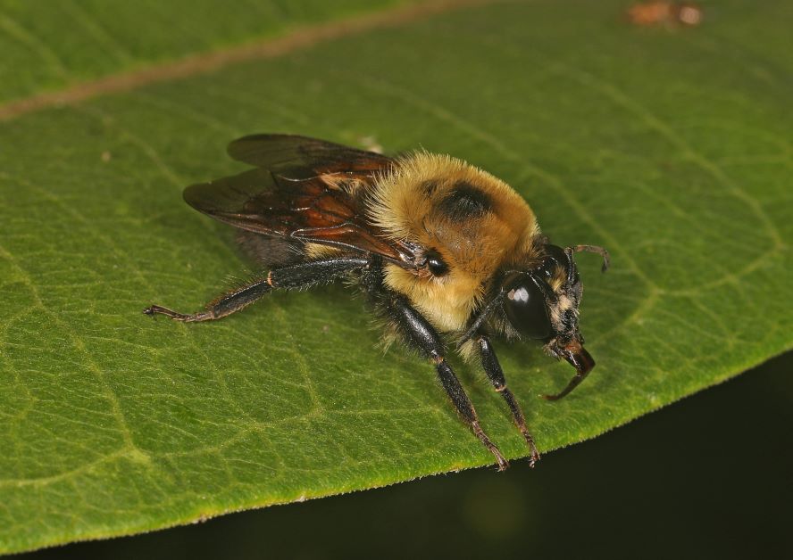 brown belted bumblebee