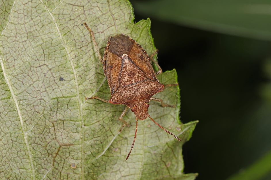 brown stink bug