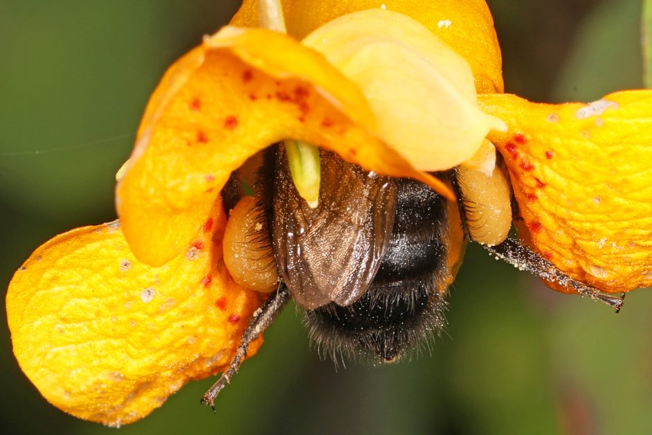 bumblebee butt