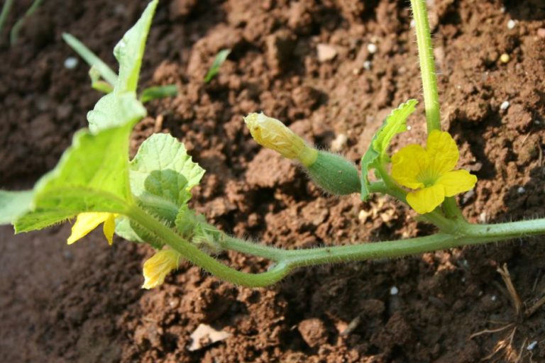 Growing Cantaloupe in Florida