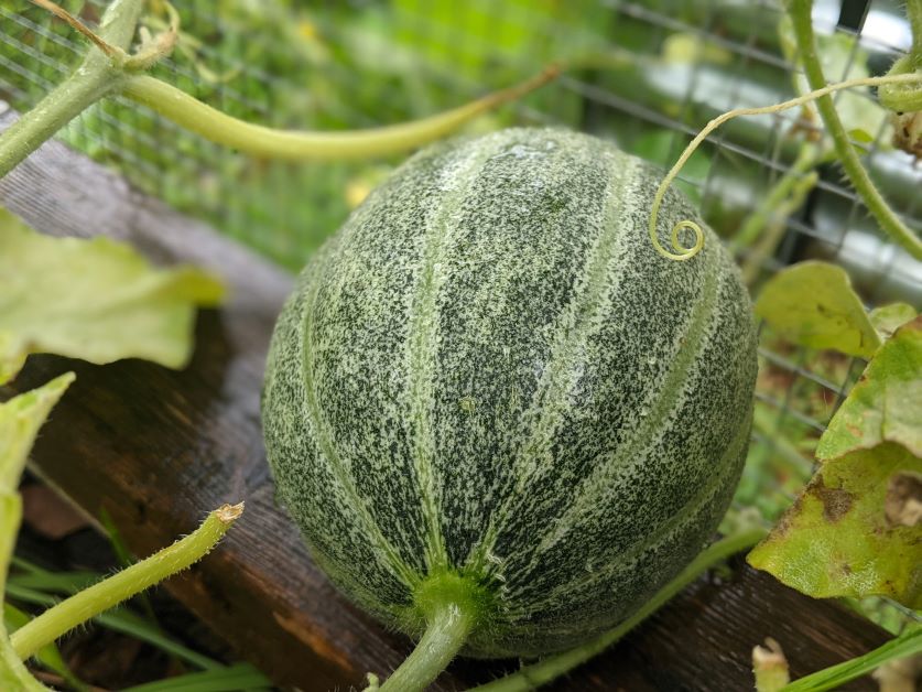 how to grow cantaloupe in florida