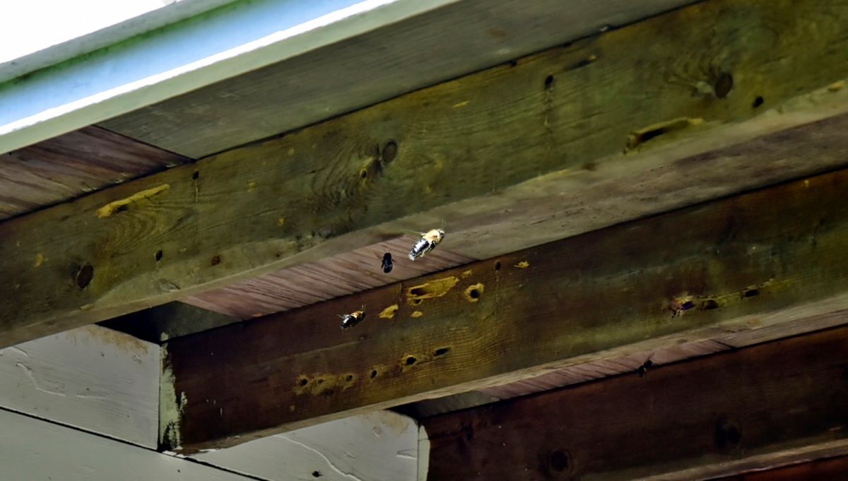 carpenter bee holes