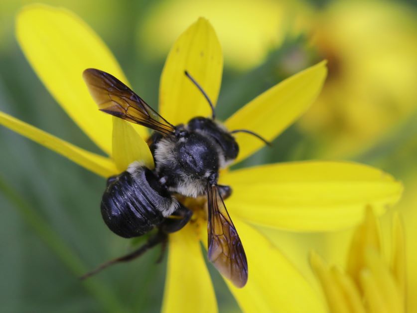 carpenter mimic leafcutter bee