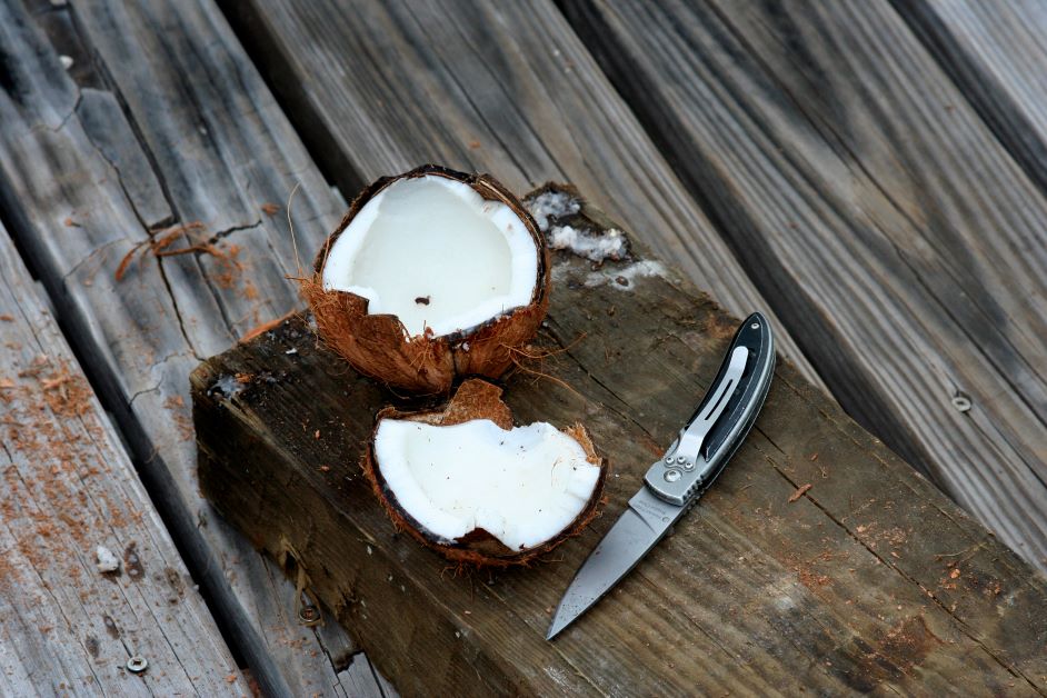 Can You Grow Coconuts in Florida?