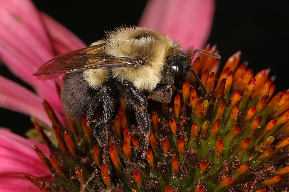 common eastern bumblebee