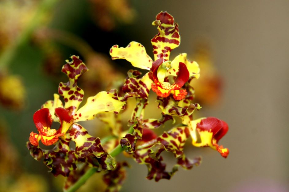 cowhorn orchid