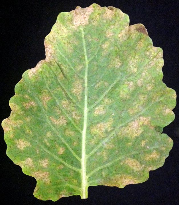 downy mildew