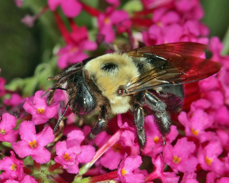 eastern carpenter bee