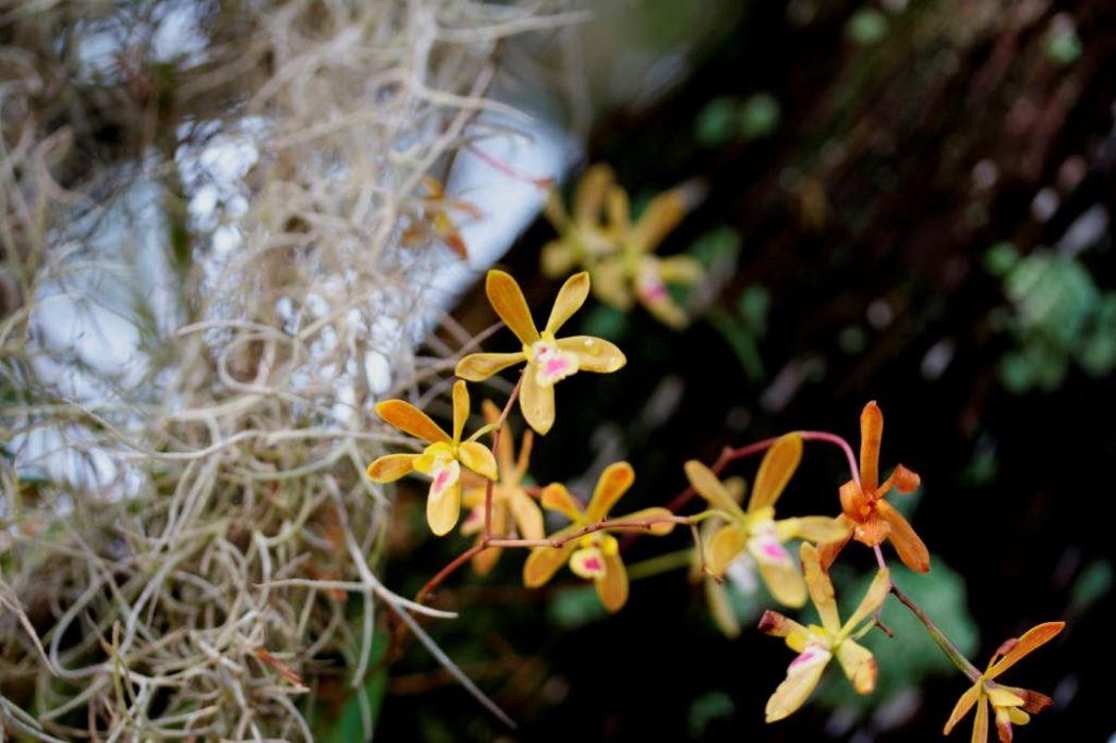 florida butterfly orchid