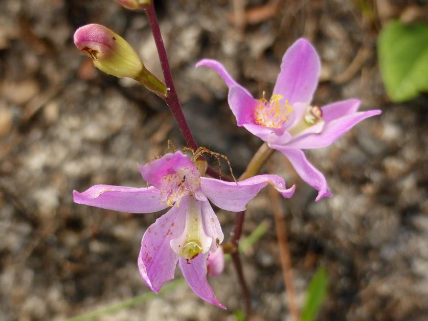 grasspink orchid