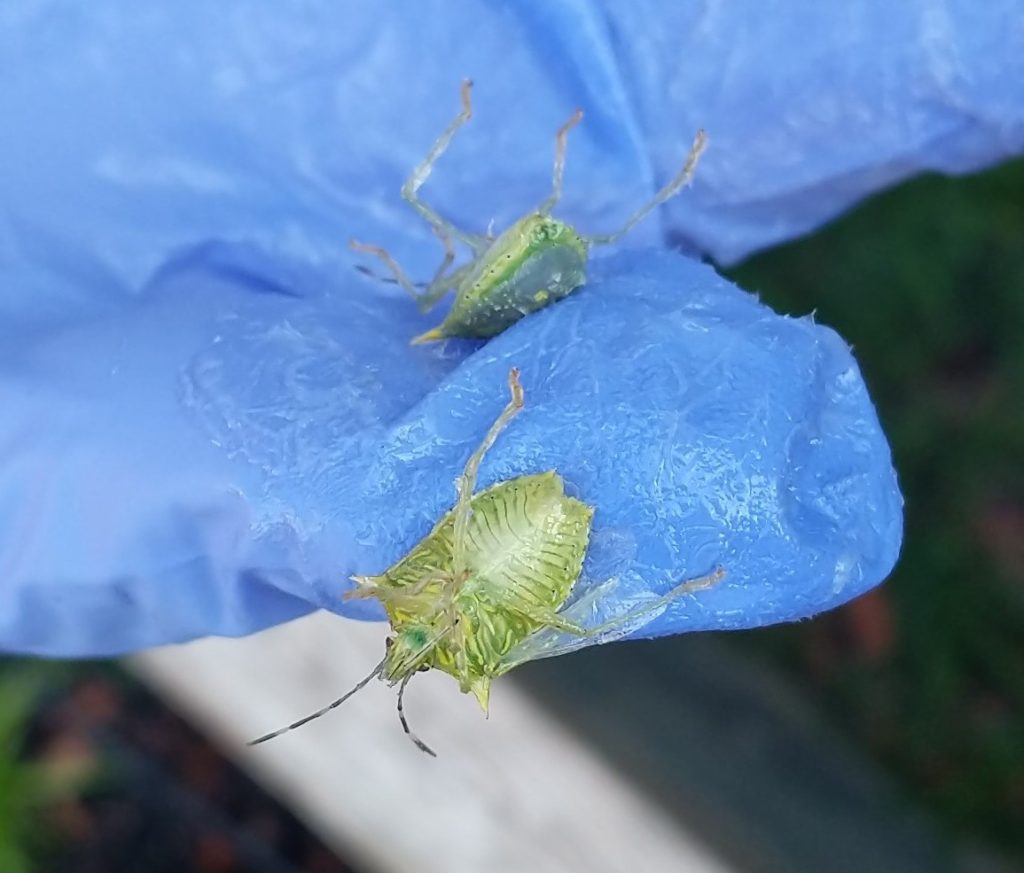 spined green stink bug