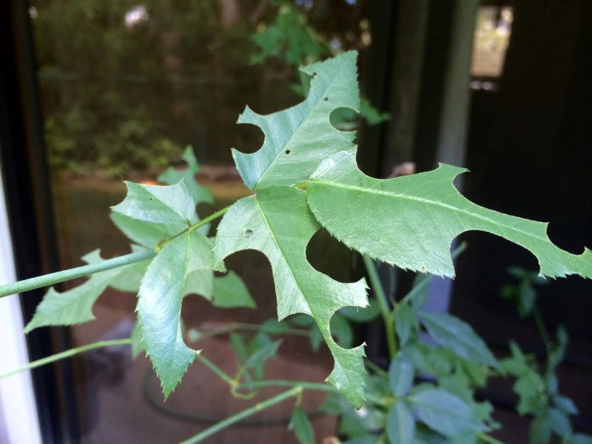 leaf cutter bee leaves