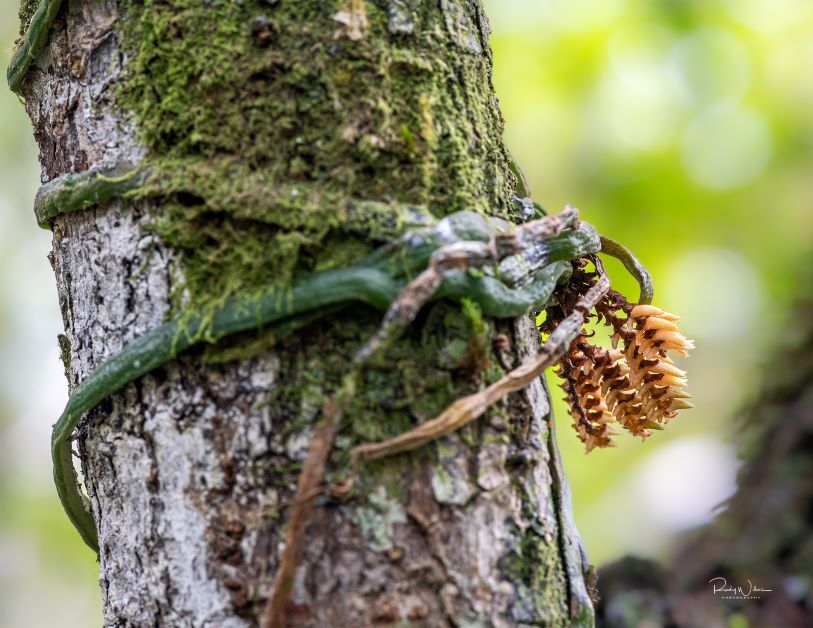 leafless bentspur orchid