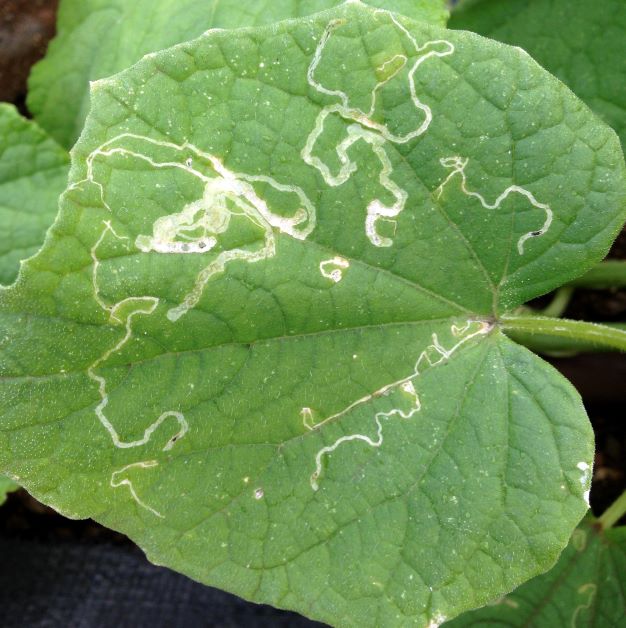 leaf miners