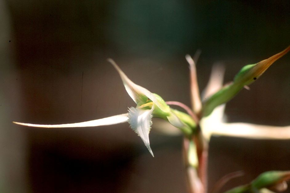 long claw orchid