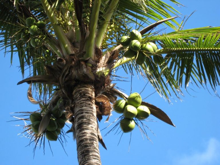 Can You Grow Coconuts in Florida?