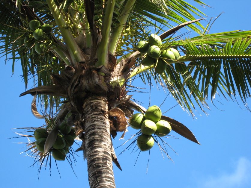 can you grow coconuts in florida