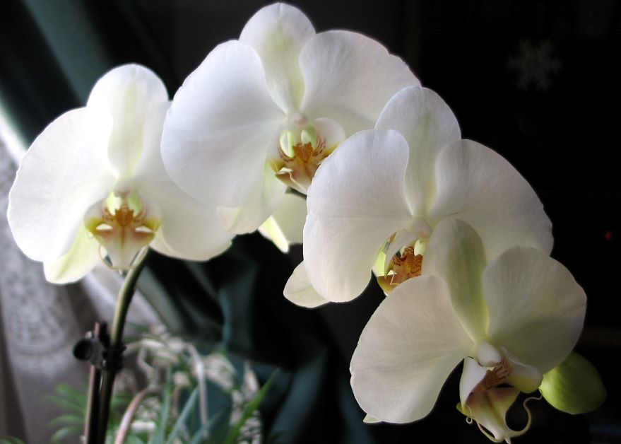 moth orchid, grocery store orchid