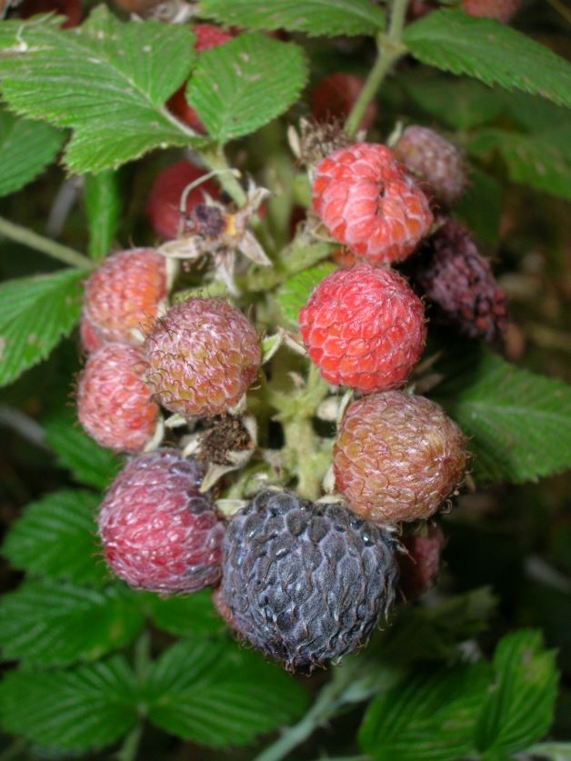 tropical raspberry