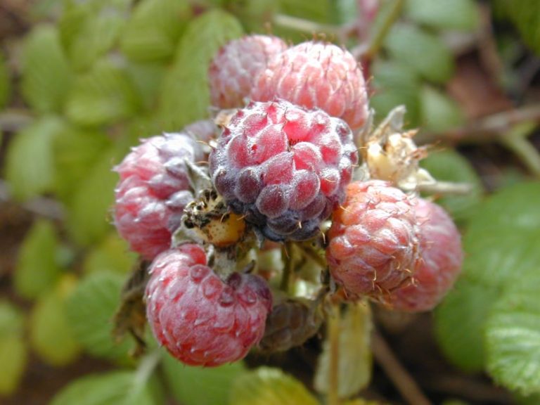 How to Grow Raspberries in Florida
