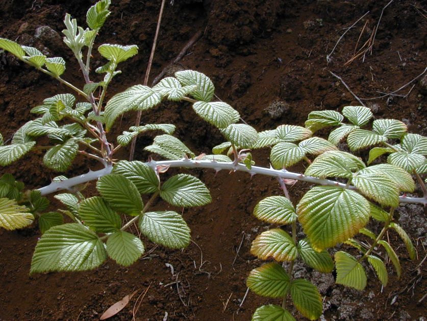 grow mysore raspberry