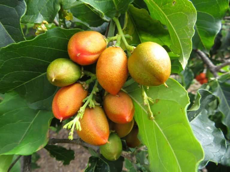 How to Grow a Peanut Butter Fruit Tree in Florida