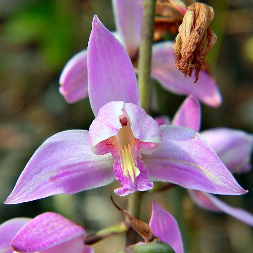 pinepink orchid