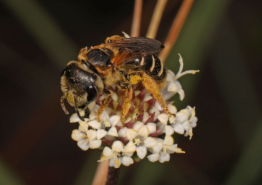 poey's furrow bee