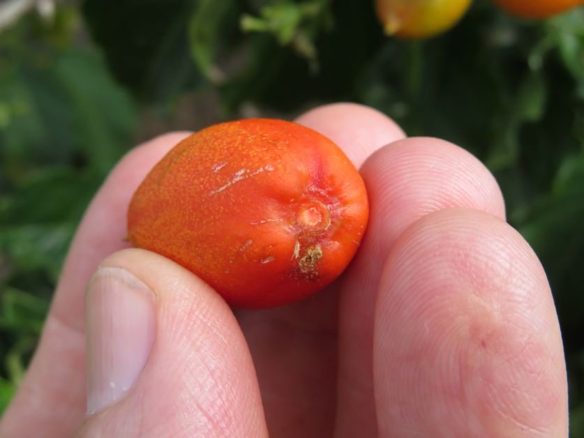 ripe peanut butter fruit