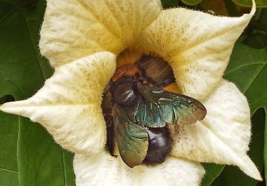 southern carpenter bee