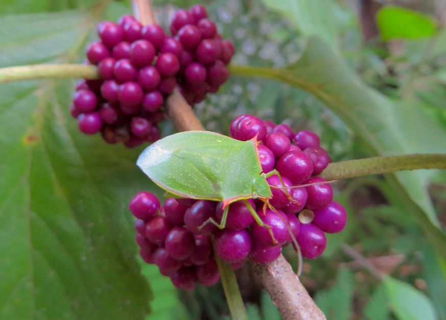 spined green stink bug