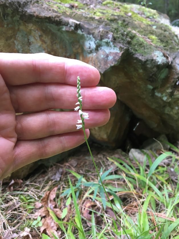 florida native orchids