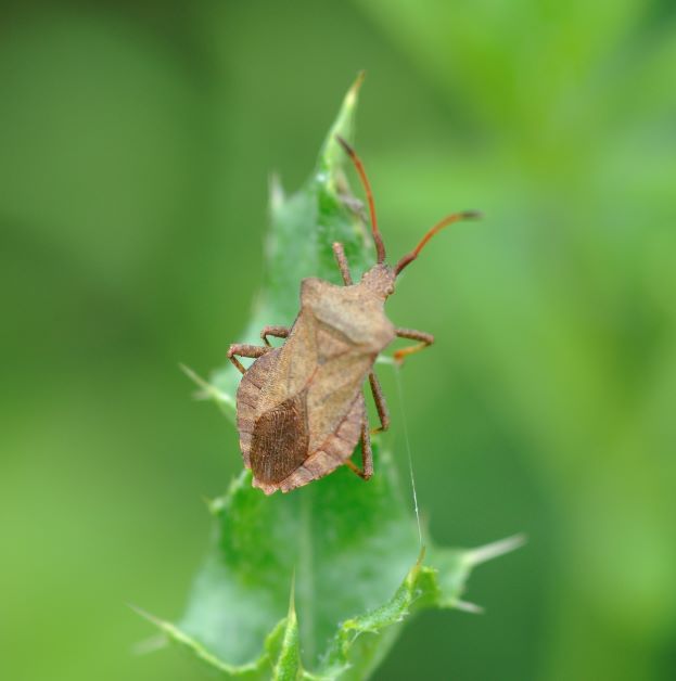 squash bugs