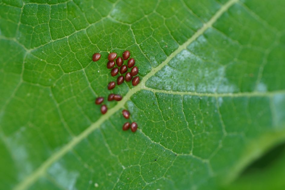 squash bug eggs