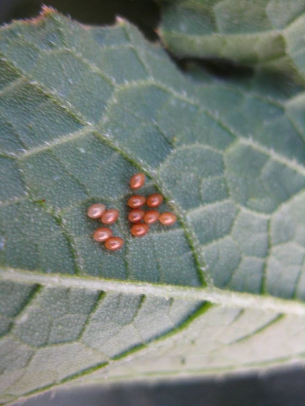 squash bug eggs