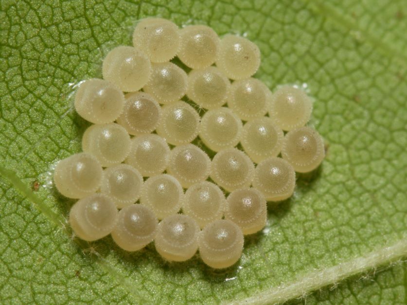 stink bug eggs