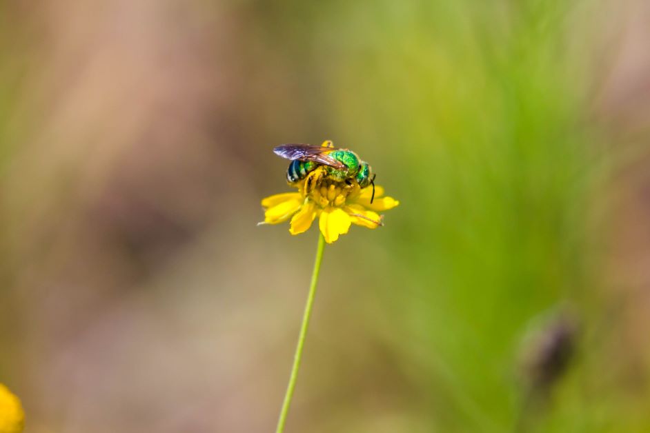 Brown Winged Striped Sweat Bee