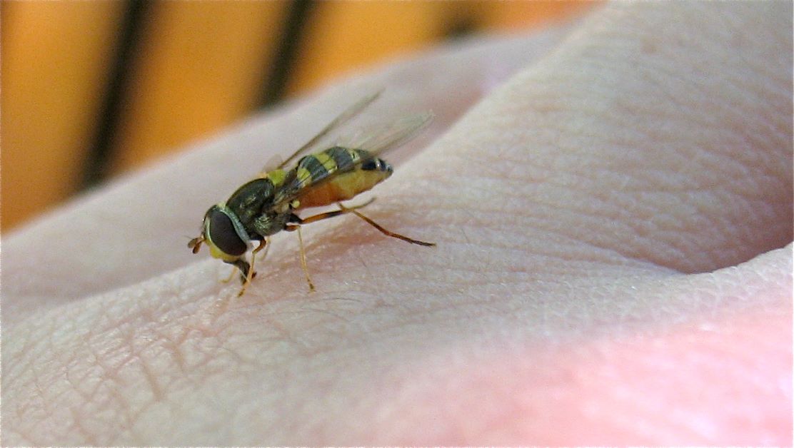 sweat bee eating sweat