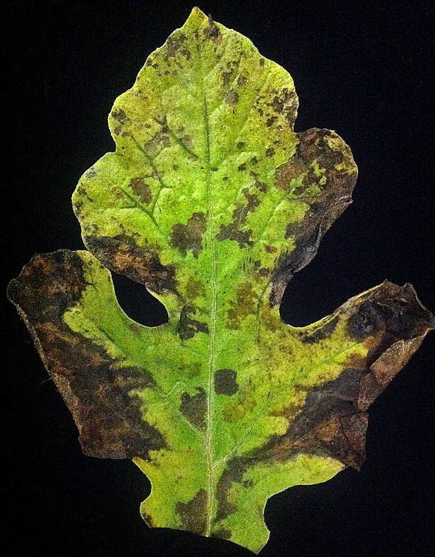 what does gummy stem blight look like