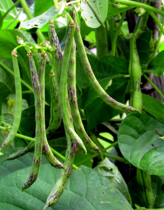 best beans to grow in florida