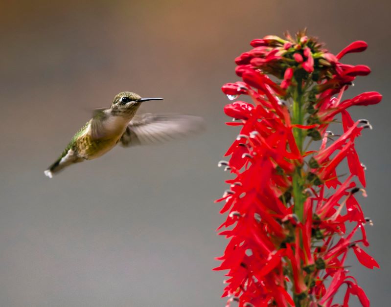 cardinal flower for hummingbirds