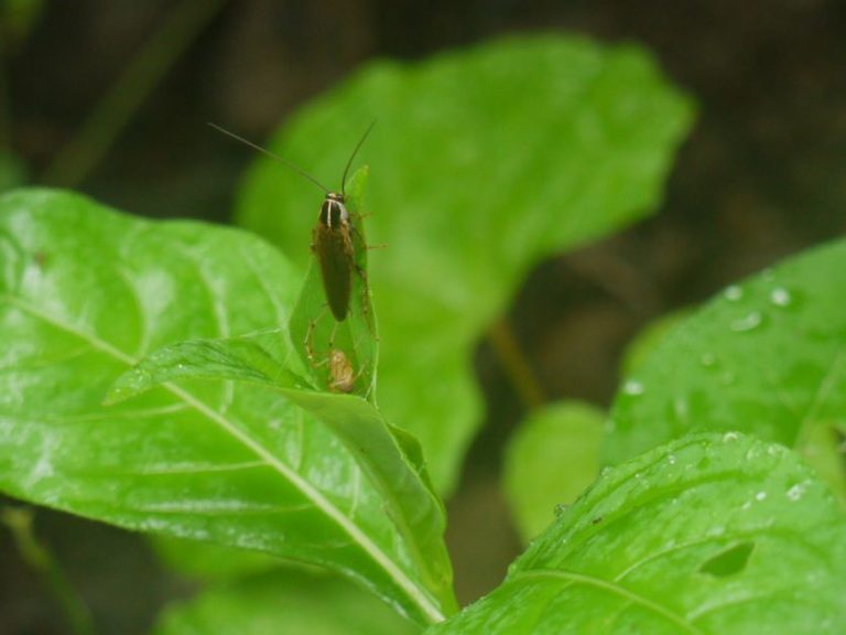 Cockroach vs. Palmetto Bug