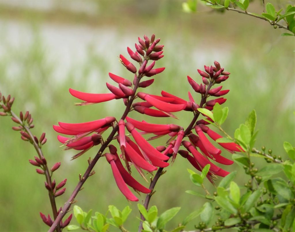 coral bean for hummingbirds