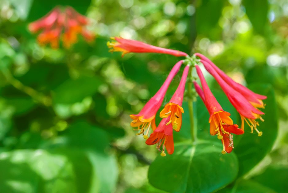 coral honeysuckle for hummingbirds